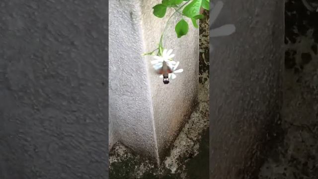 Hummingbird hawk Moth (Macroglossum stellatarum) after nectar seen in our terrace garden. смотреть онлайн