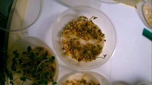 КАБИНА РАЙХА . эксперимент - 5