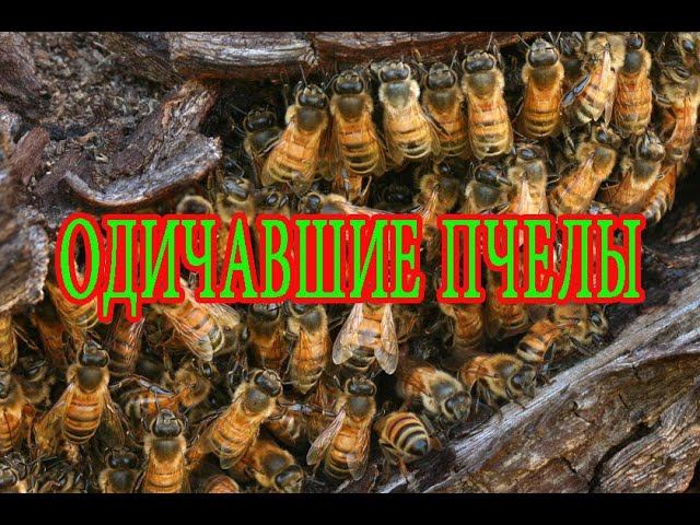 Мои пчелы. My Bees In Belarus