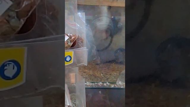 Прыгущея мышь как лягушка . смотреть онлайн