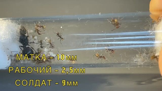 Pheidole Xanthogaster || Маленькие Великаны || Рассказ о виде! смотреть онлайн