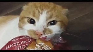 Боря,отдай булку!