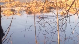 призыв селезня весной