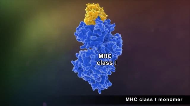 MBL MHC Tetramer смотреть онлайн