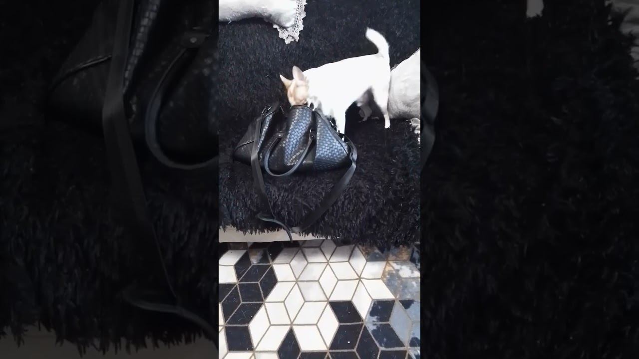 Гучи ворует игрушку)#чихуахуа #dog смотреть онлайн