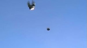 Николаевские торцовые голуби