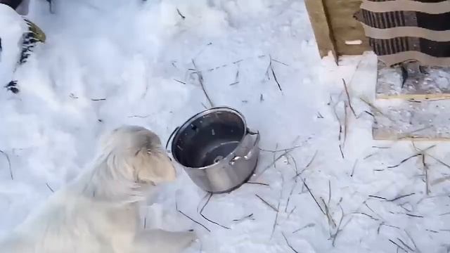 Мультик про домашних животных смотреть онлайн