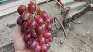 НОВИНКА ОТ КАЛУГИНА!🍇🍇🍇.mp4 WhatsApp и Viber +79528500417. ТЕЛ. +79054033245.