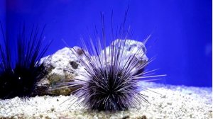 Морские ежи