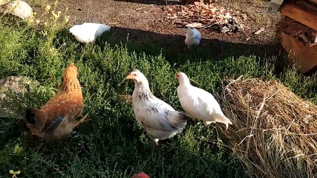 А в деревне нам не спиться, всюду ходят, бродят птицы...! 🤣 смотреть онлайн