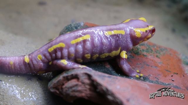 ALL ABOUT EUROPEAN FIRE SALAMANDERS! смотреть онлайн