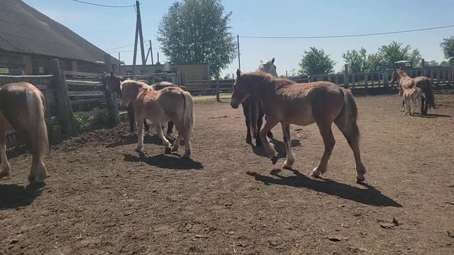 Привели двух кобыл лошади взбудоражились смотреть онлайн