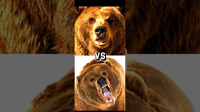 POLAR BEAR VS GRIZZLY BEAR, KODIAK BEAR,BLACK BEAR,TOP STRONGEST BEAR.