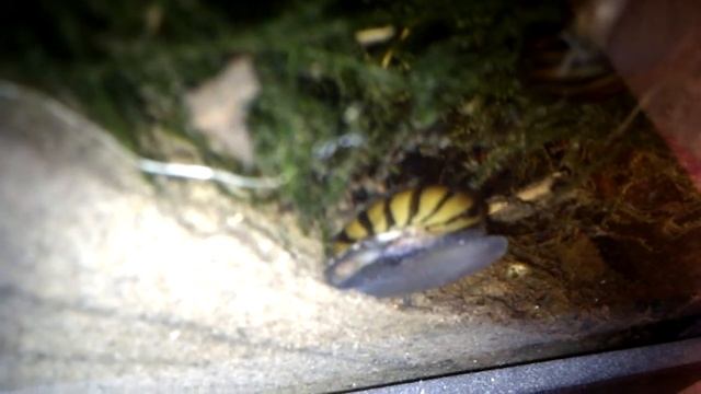 Zebra-Rennschnecken (Neritina natalensis) смотреть онлайн