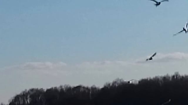 Чайки над Волховом смотреть онлайн