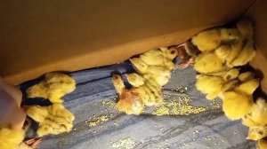 Совместная инкубация. Вывод перепелят.