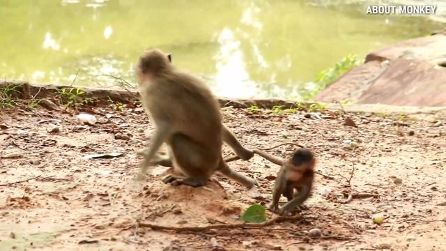Monkey Amra She Exhaust Look After Baby Monkey Lucas. Mom Leyla Don't Care She Happy When Not Luca смотреть онлайн