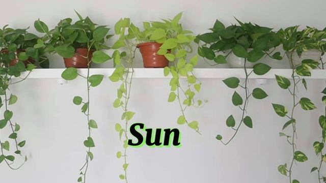 How To Care Pothos L Epipremnum Aureum  L Tunay Na Buhay Vlog