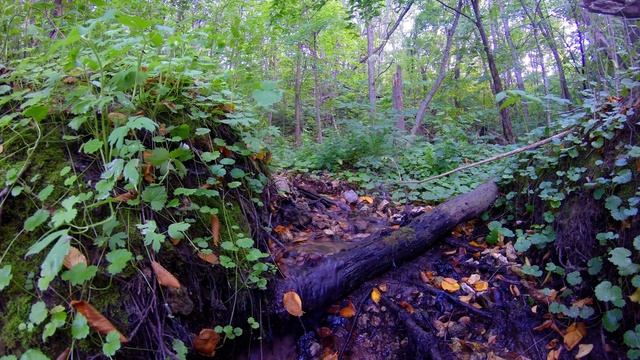 Природа, ручей, птицы. смотреть онлайн