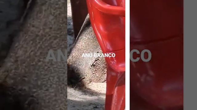 PÁSSARO ANU BRANCO смотреть онлайн