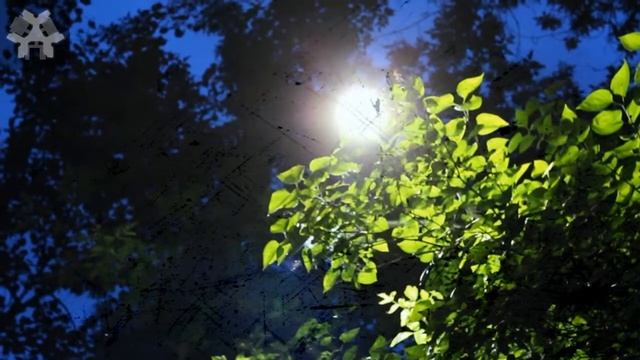 Истории на ночь - За деревьями смотреть онлайн