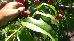 Персик КОНДОР: отличный ранний сорт