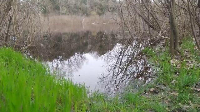 Дикая природа в Центре Киева