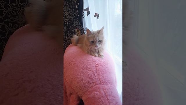 Персик поймал дичь)#кот #cat смотреть онлайн