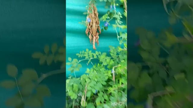 Aparanjitha plant смотреть онлайн