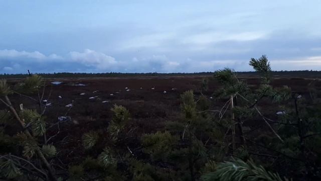 Охота с манками на гусей! смотреть онлайн