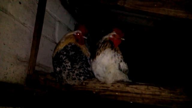 Один худой другой плотный разные петухи смотреть онлайн