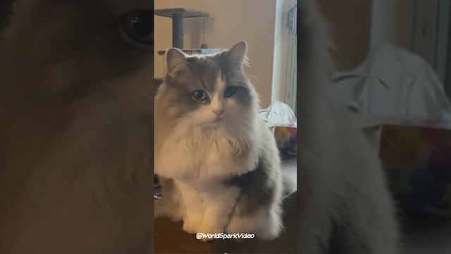 Big Cat Breeds: Ragamuffin смотреть онлайн