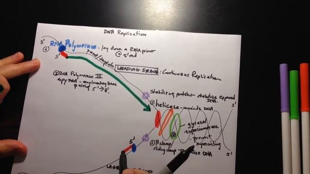 Steps Of DNA Replication