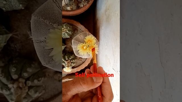 Self pollination in cactus by artificial means смотреть онлайн