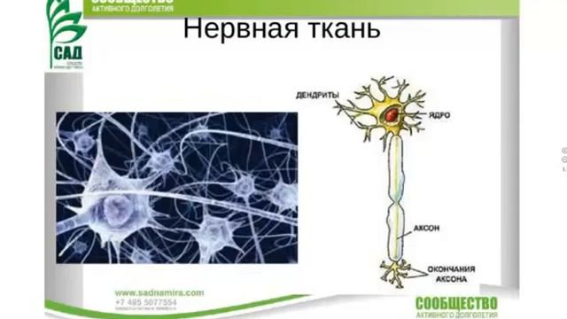 Нервная ткань и флуревиты ACLON_САД!!!
