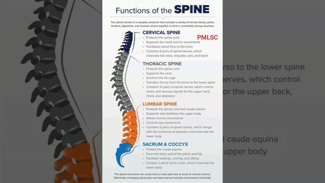 Function Of The Spine - PMLSC @PMLoveScienceClasses смотреть онлайн