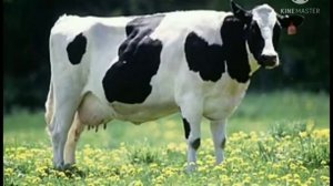 Карточки Домана Часть 3