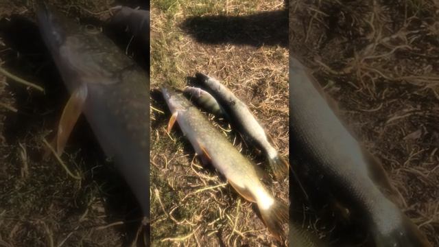 Сегодняшний улов смотреть онлайн