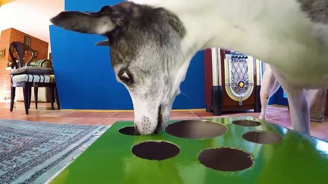 Playing Hot Dog Game with Dog Buddies | Dog prank смотреть онлайн