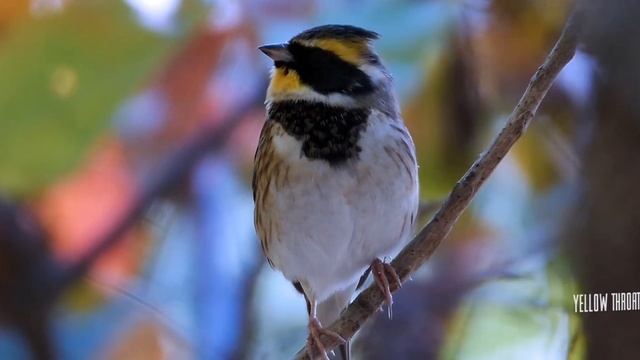 [Wildlife] Yellow Throated Bunting #01| 노랑턱멧새 смотреть онлайн