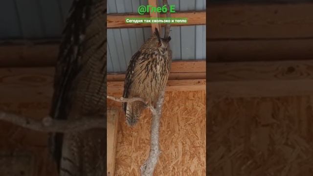 Сегодня так скользко и тепло #филиппфилиппыч #owl #nature #animals #филин #сова #природа #животные смотреть онлайн