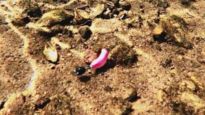 Проводка TUKA Kite : Chubby у дна