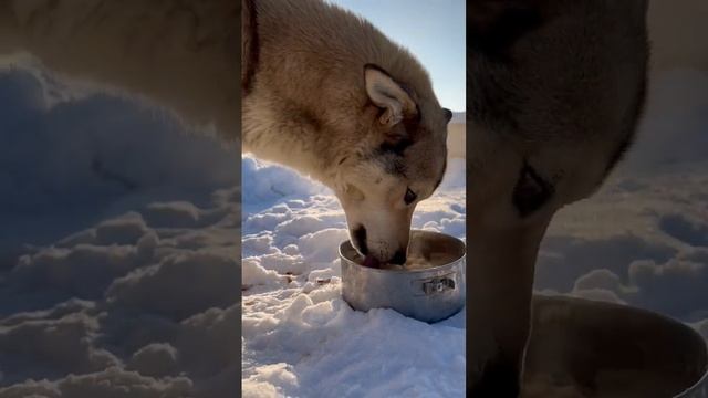 Лютый | Красавец смотреть онлайн