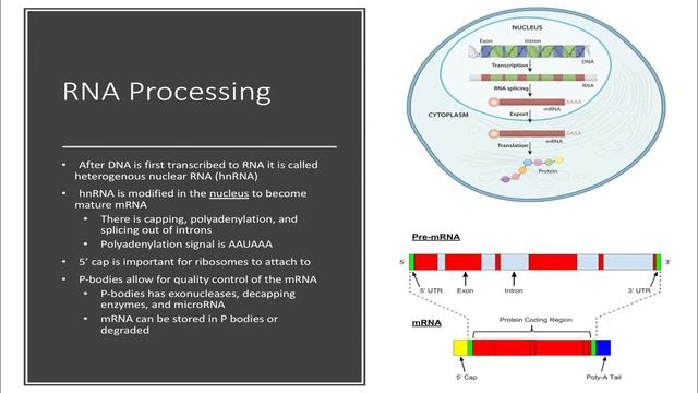 RNA Processing