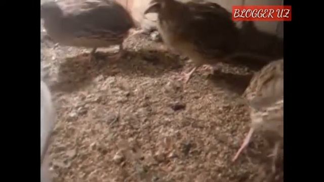 BEDANA BOQISH BIZNESI (янги бошловчилар учун)