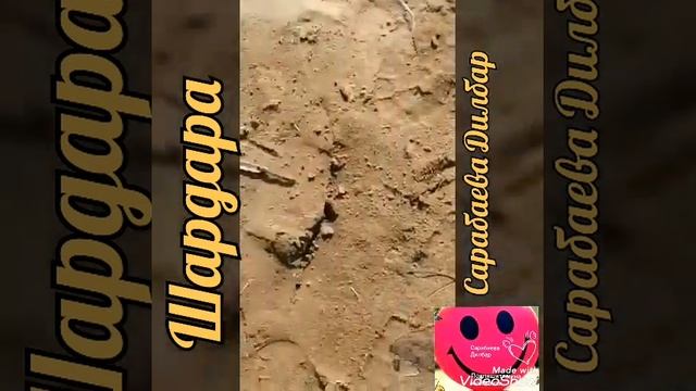 Шардара балыктарга не болды?Шардара чтр случилось с рыбами? смотреть онлайн