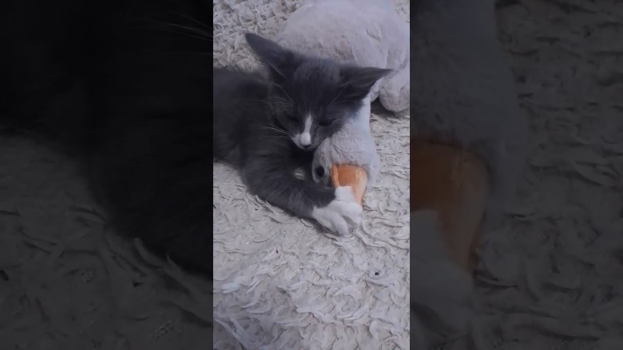 Марта,Гучи,Персик #cat #dog #чихуахуа смотреть онлайн