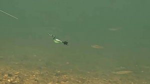 Проводка TUKA Kite : Chubby  с переходом в более высокий горизонт