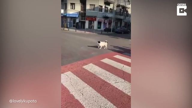 Dog Helps Group Of Children Cross Road смотреть онлайн