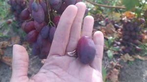 Виноград Ася на 1 октября.  Беларусь, Гомельская область.